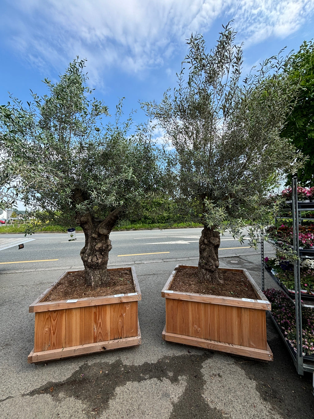 Olea Europaea