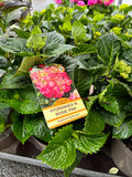 Hydrangea Macrophylla (Mophead) Rosie Pink