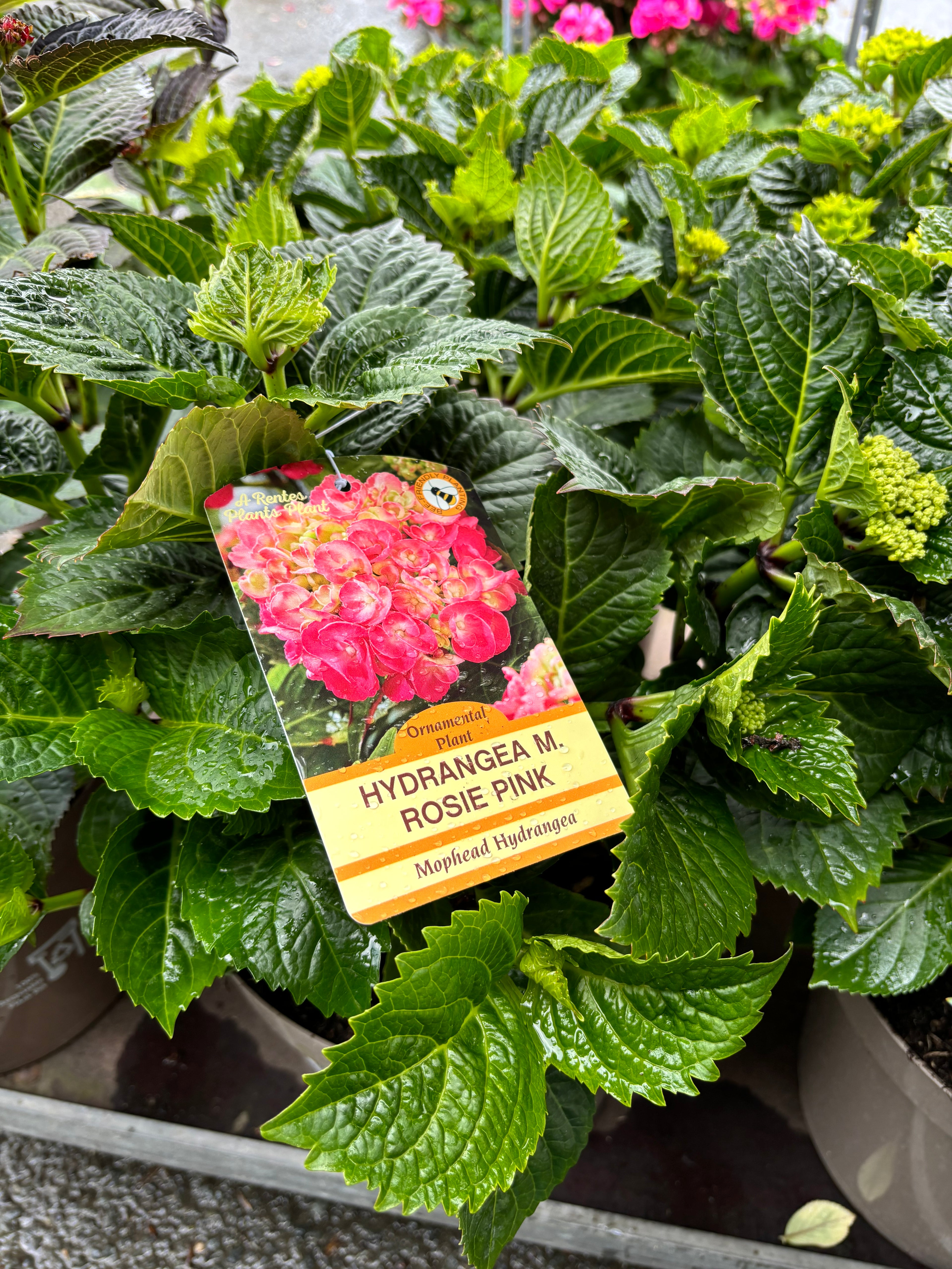 Hydrangea Macrophylla (Mophead) Rosie Pink