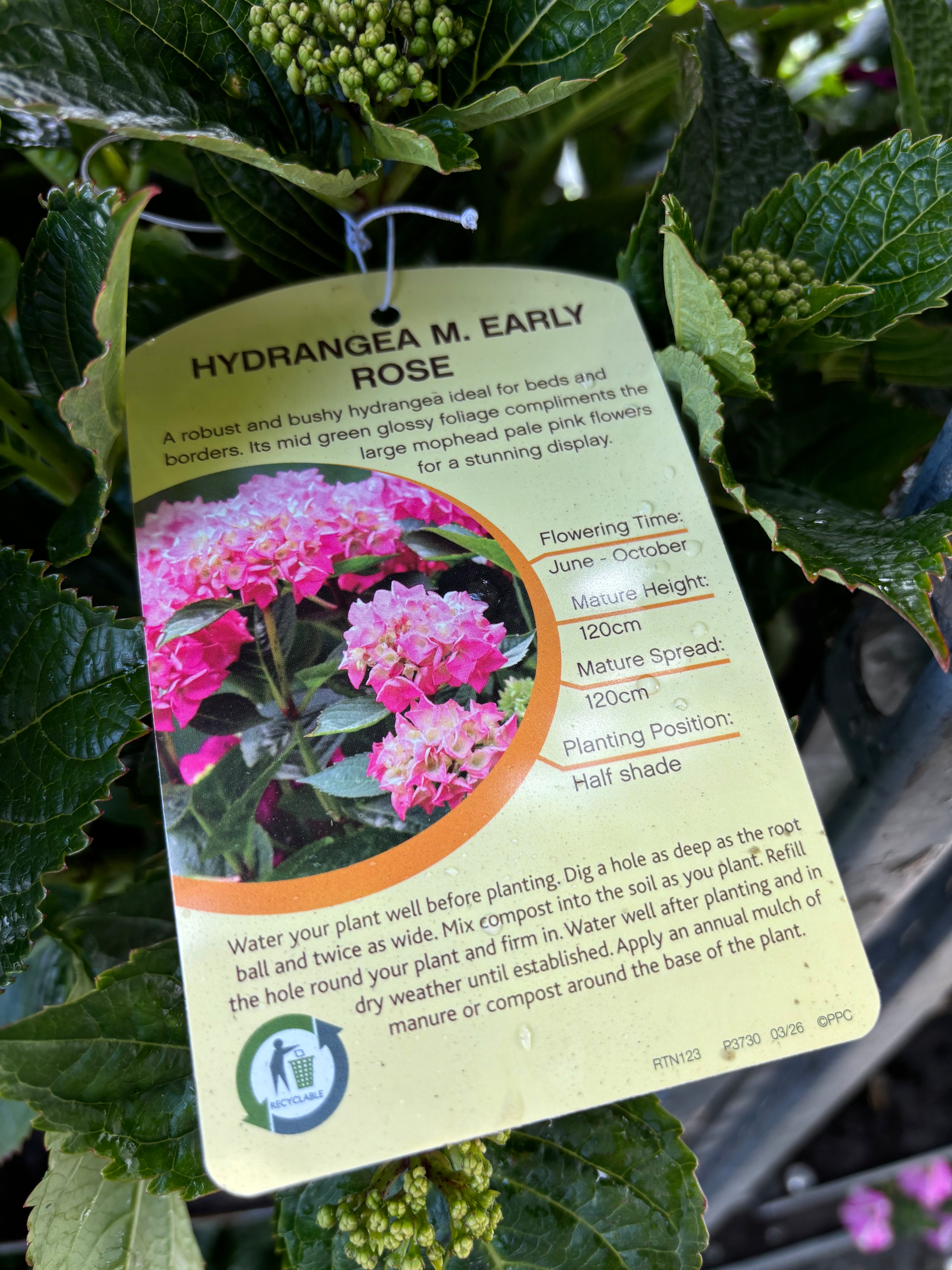 Hydrangea Macrophylla (Mophead) Early Rose