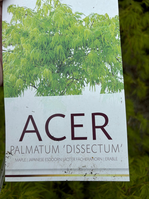 Acer Palmatum 'Dissectum'