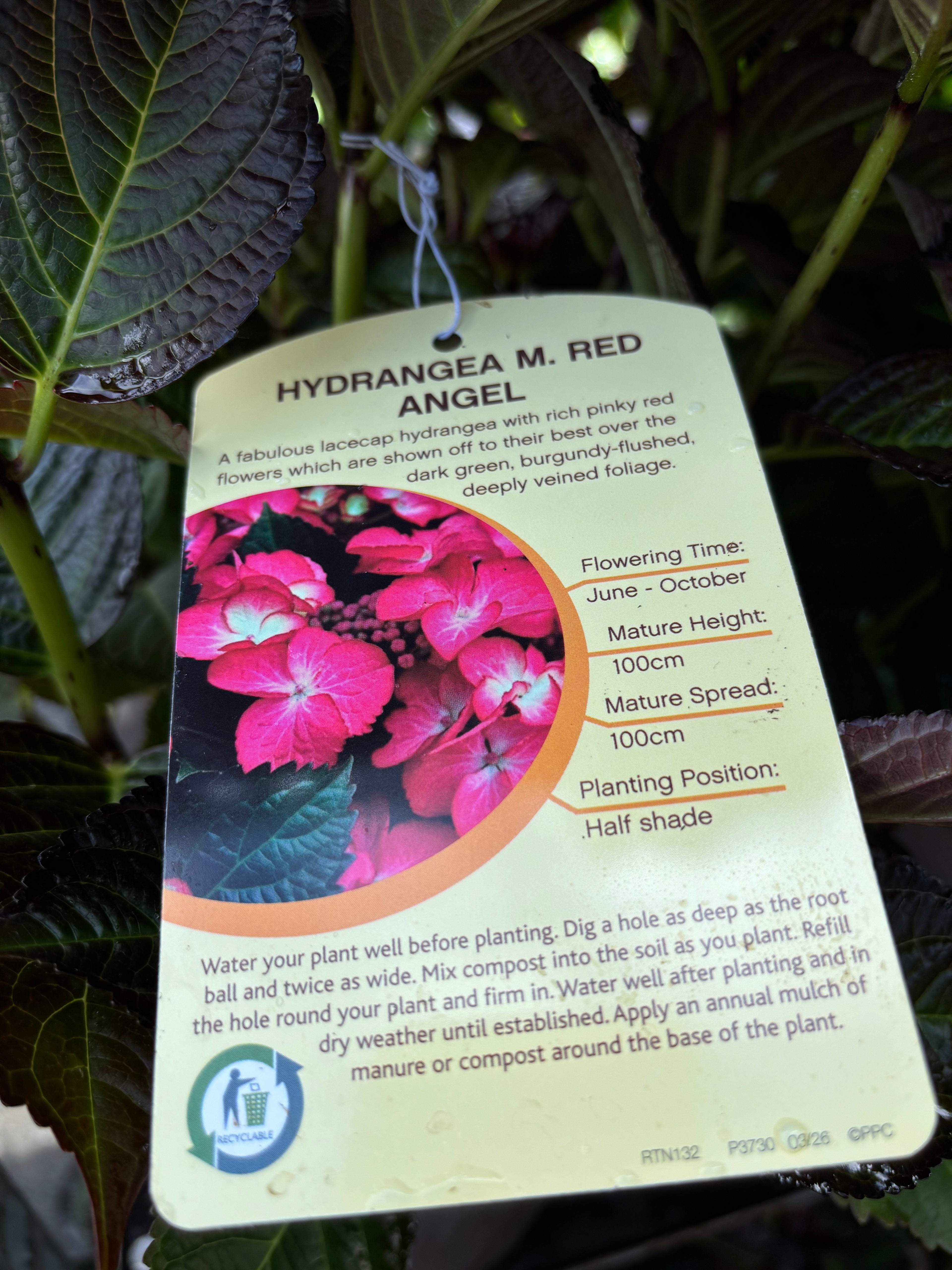 Hydrangea Macrophylla (Lacecap) Red Angel