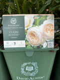 David Austin 'Claire Austin' Climbing Rose