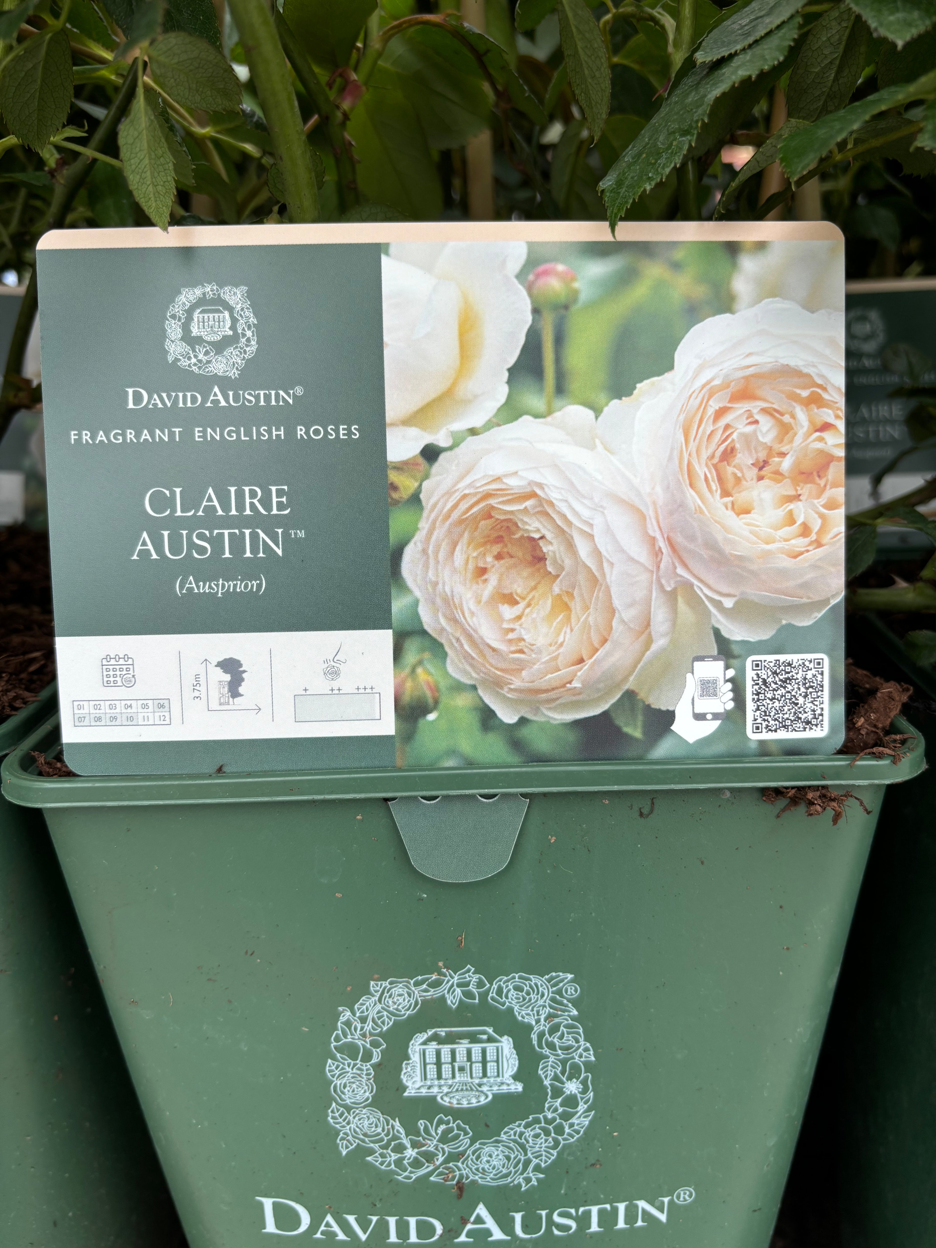David Austin 'Claire Austin' Climbing Rose