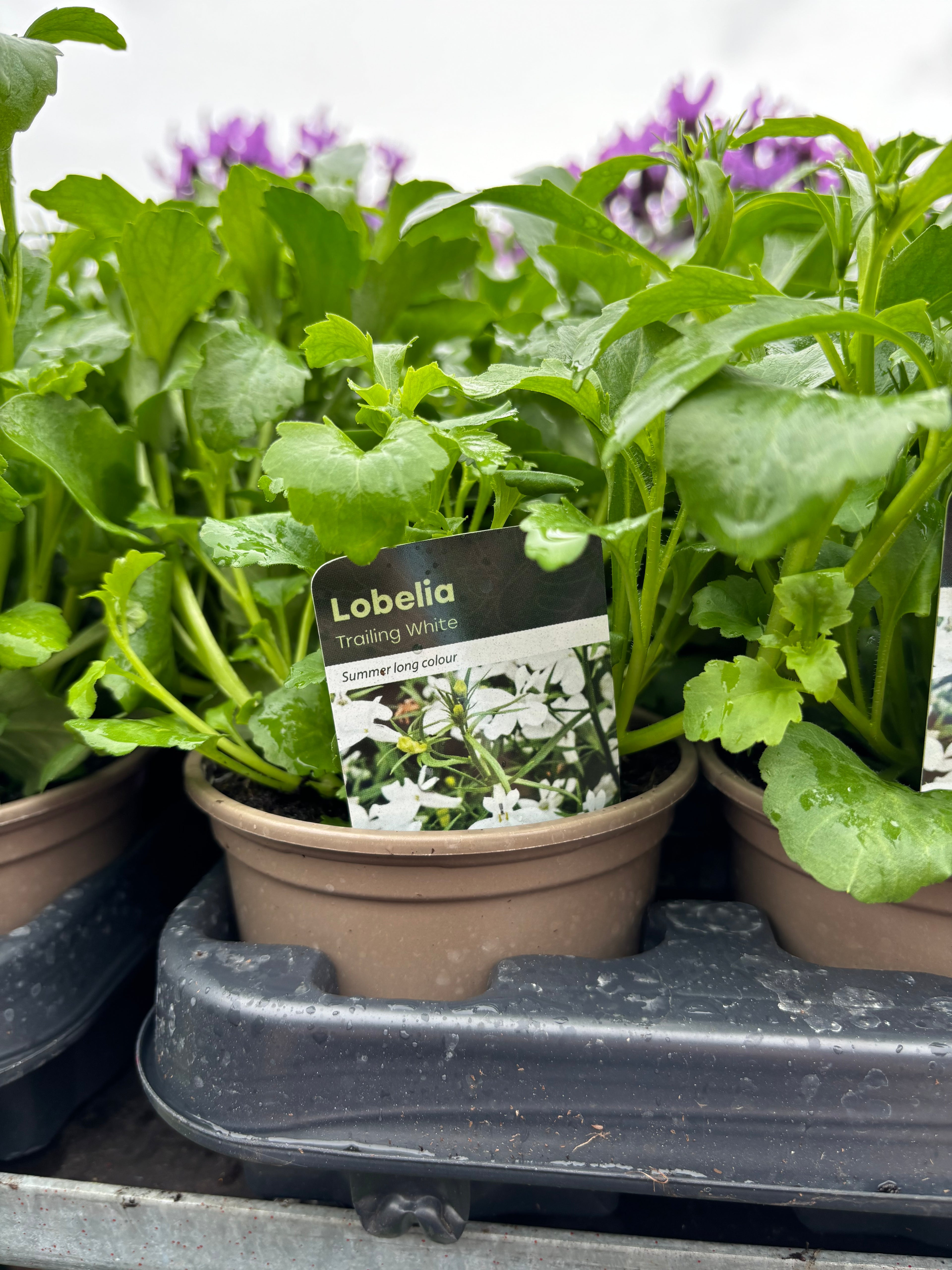 Lobelia Trailing 'White'