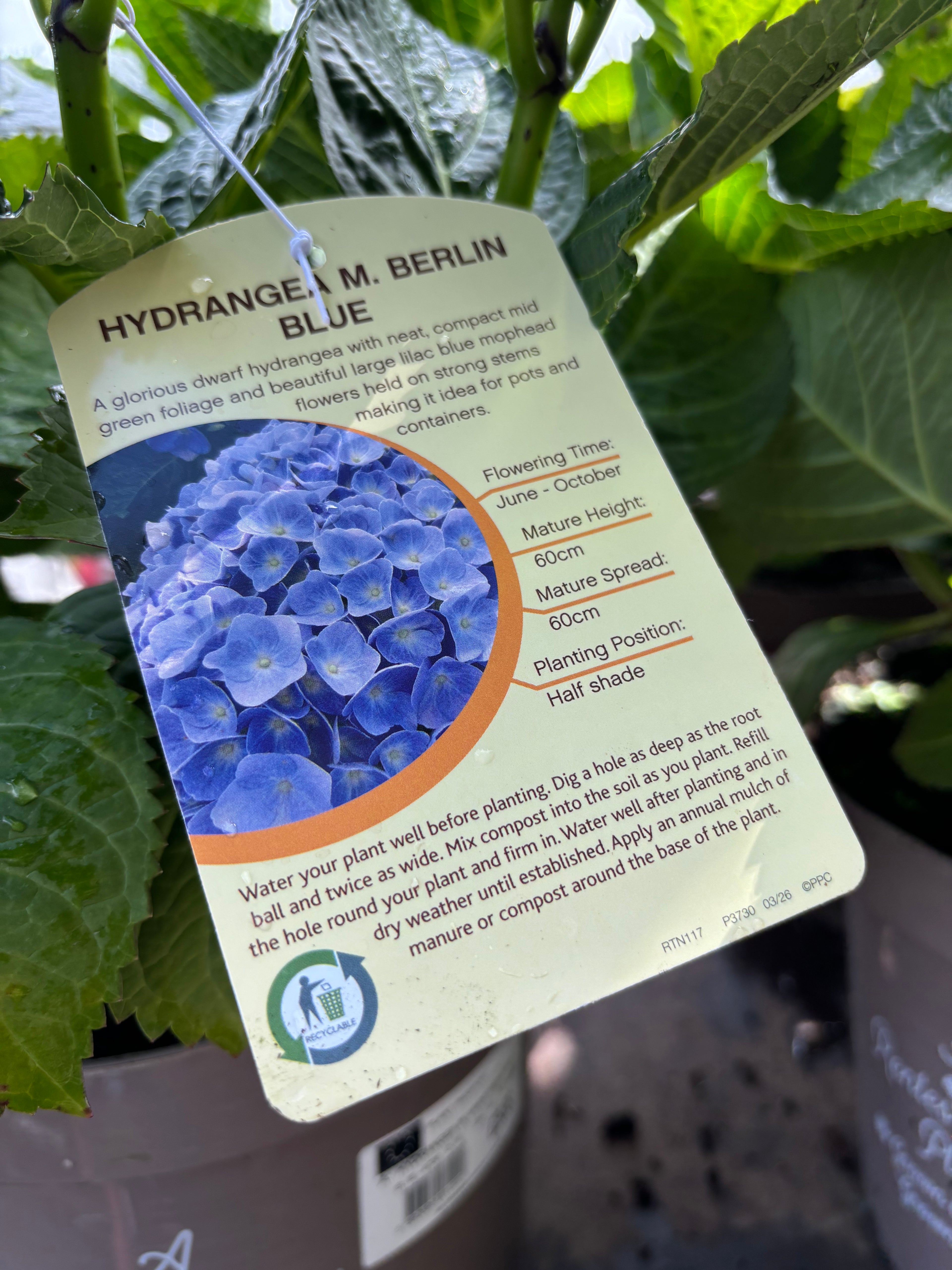 Hydrangea Macrophylla (Mophead) Berlin Blue