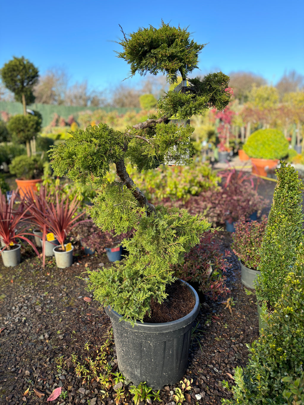 Juniperus x Pfitzeriana Bonsai