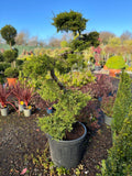 Juniperus x Pfitzeriana Bonsai