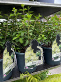 Hydrangea Paniculata Bobo