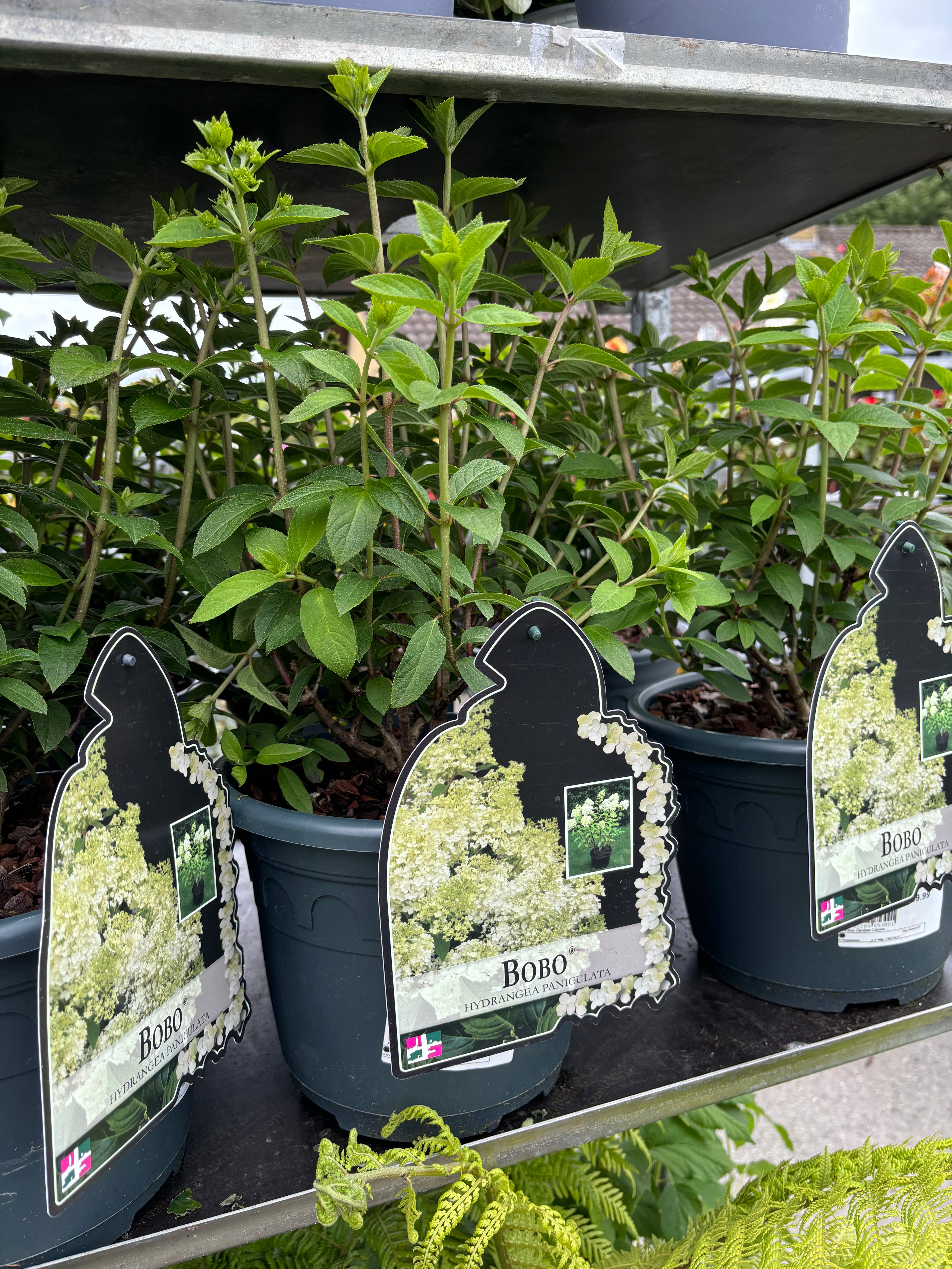 Hydrangea Paniculata Bobo