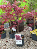 Acer Palmatum 'Garnet'