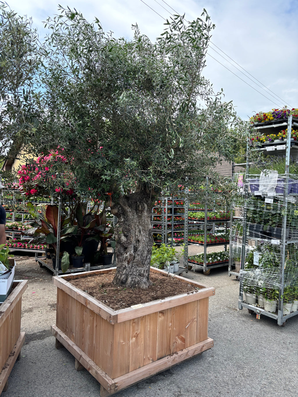Olea Europaea