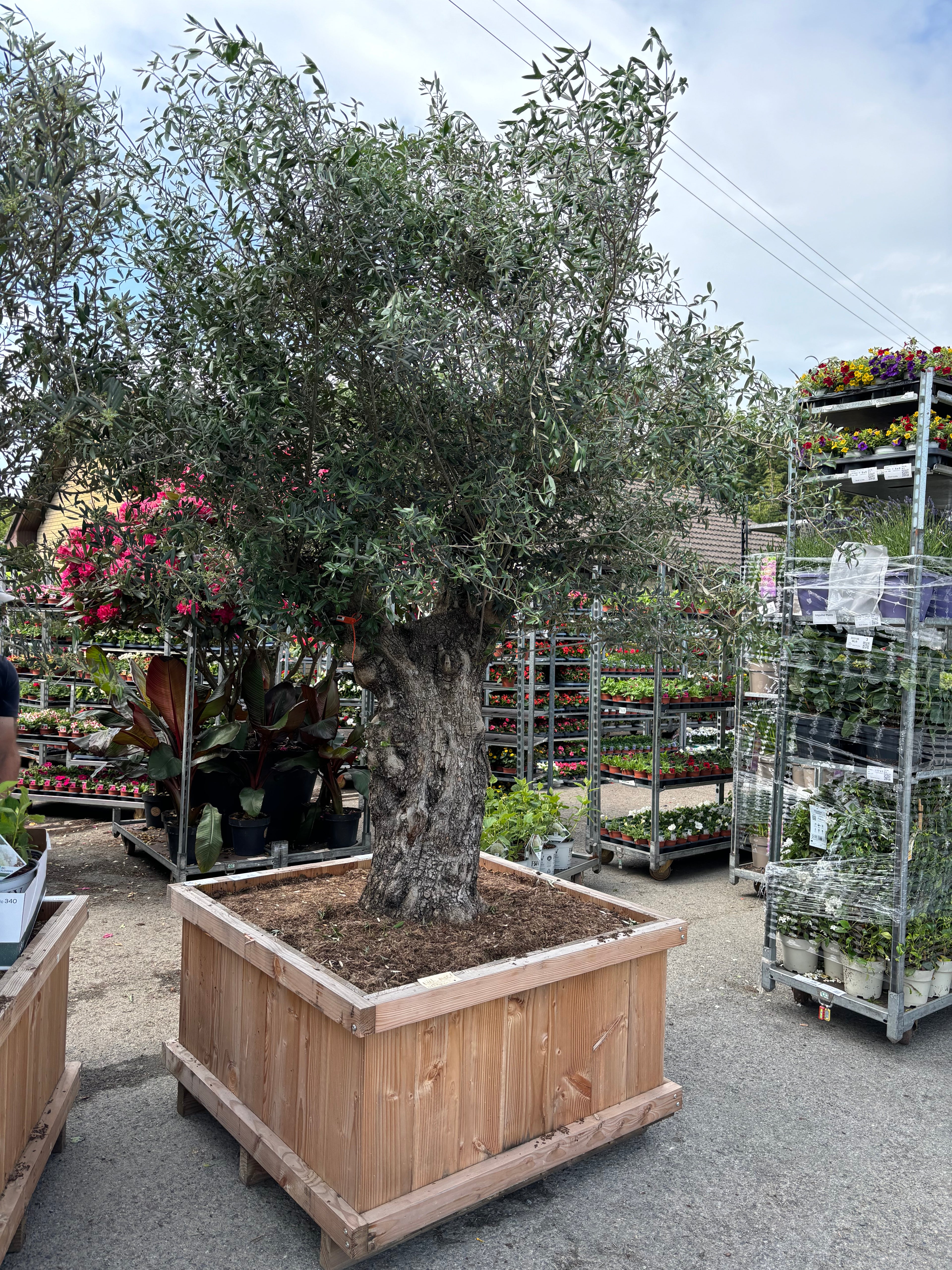 Olea Europaea