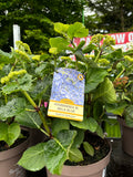 Hydrangea Macrophylla (Mophead) Bela Blue