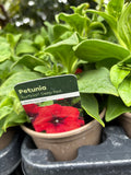 Petunia Surfinia 'Deep Red'