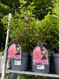 Hydrangea Paniculata Vanilla Fraise