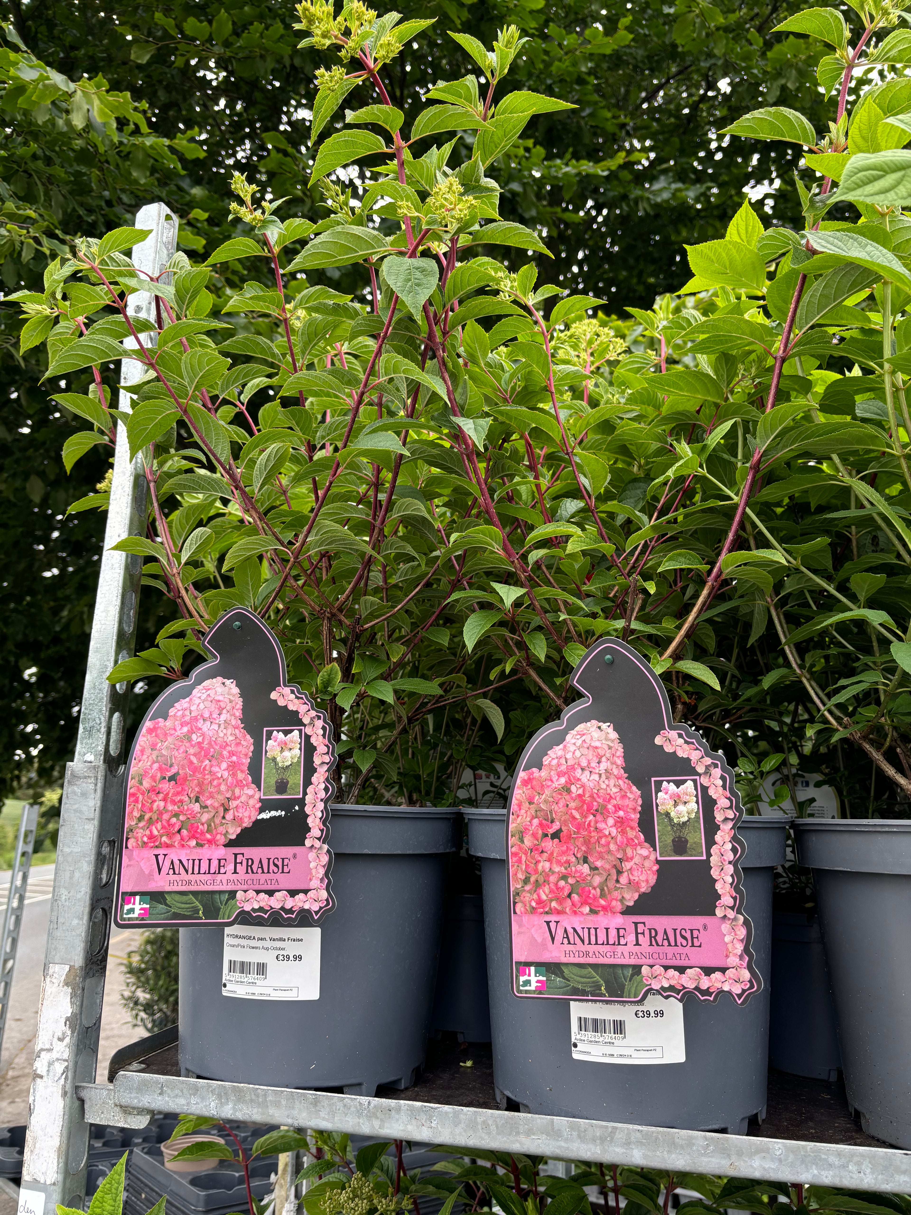 Hydrangea Paniculata Vanilla Fraise