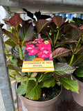 Hydrangea Macrophylla (Lacecap) Red Angel