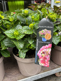 Hydrangea Macrophylla 'Lady Mata Hari Pink'