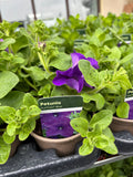 Petunia Surfinia 'Blue'