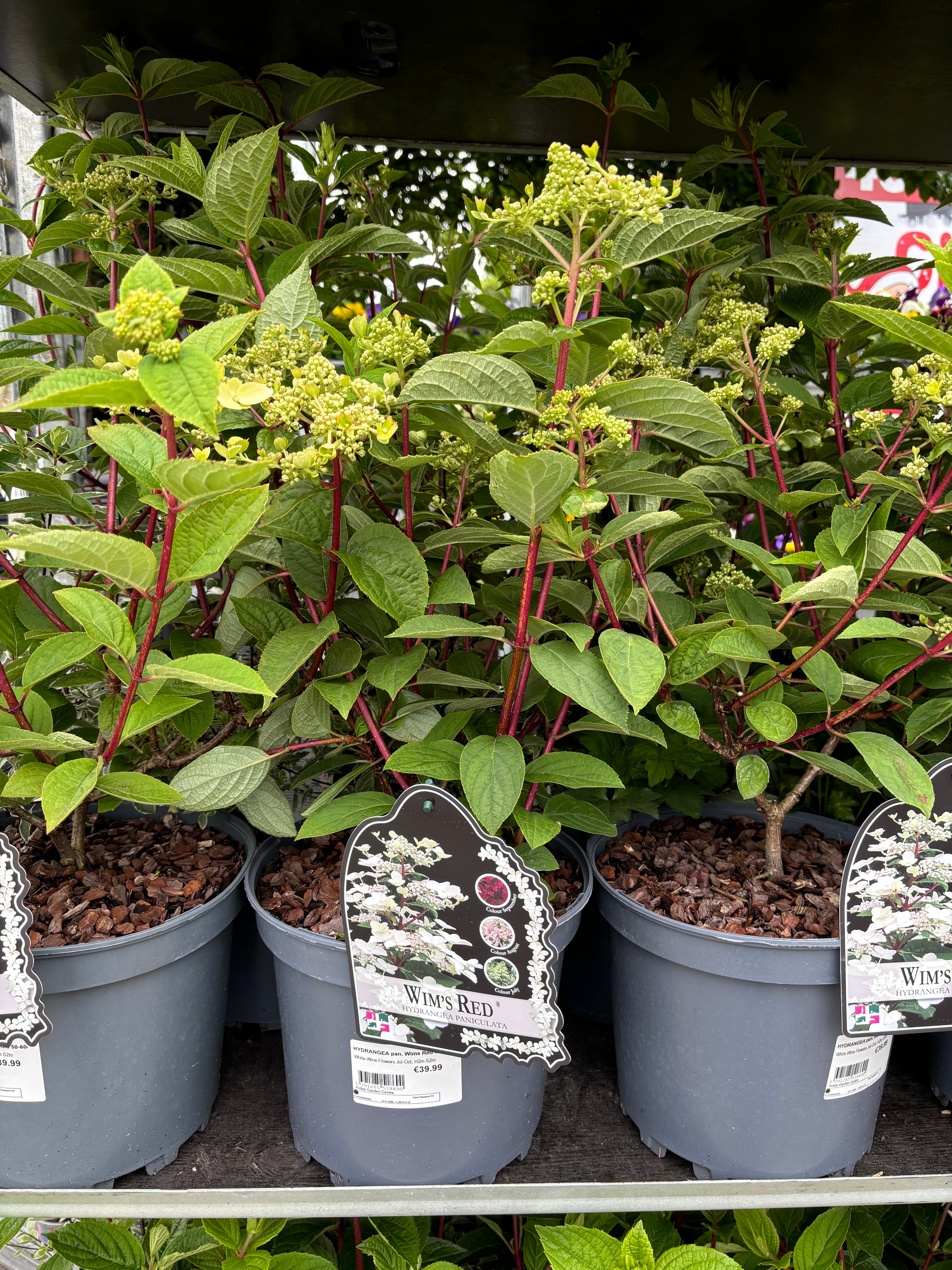Hydrangea Paniculata Wim's Red