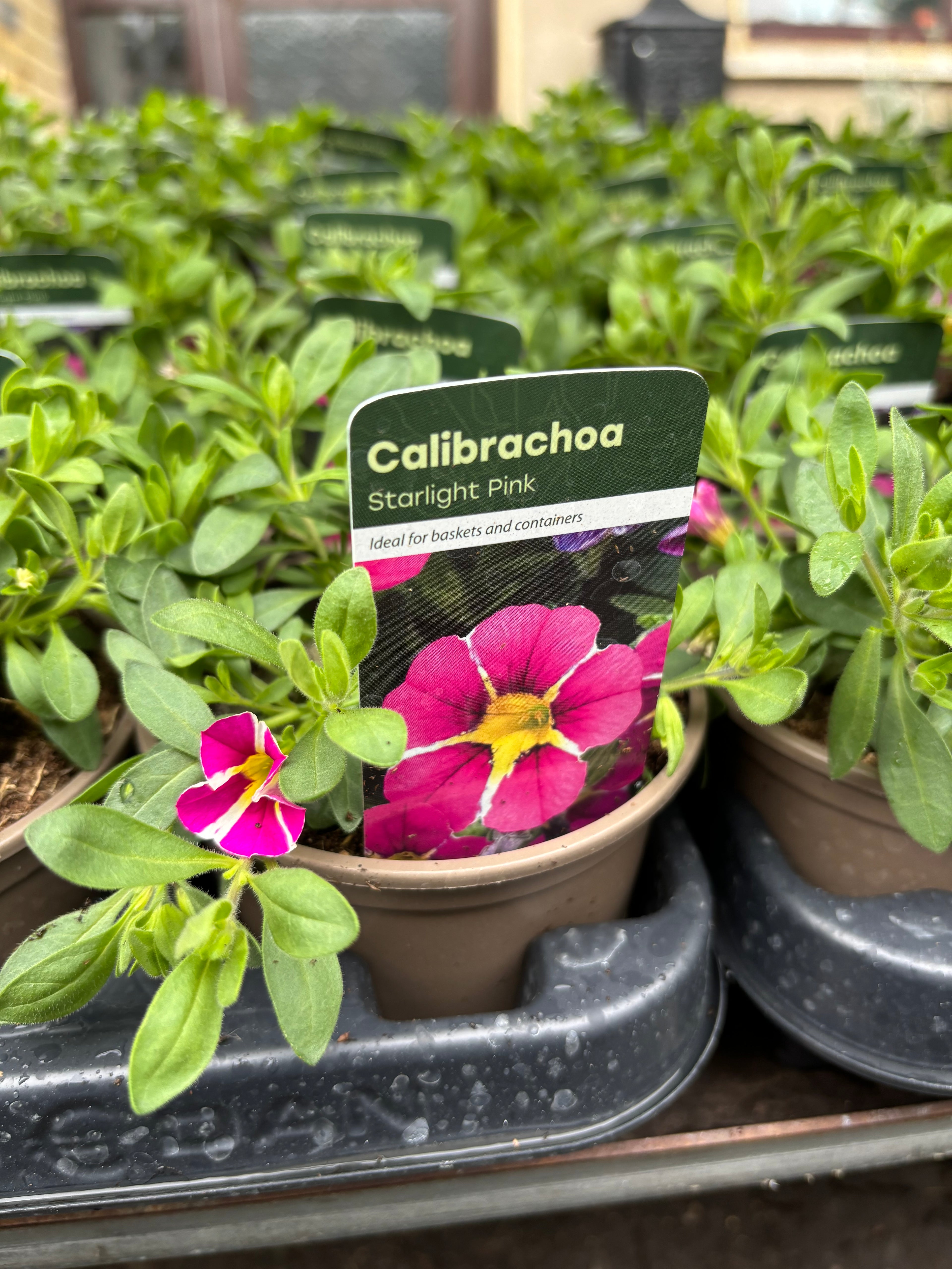Calibrachoa 'Starlight Pink'