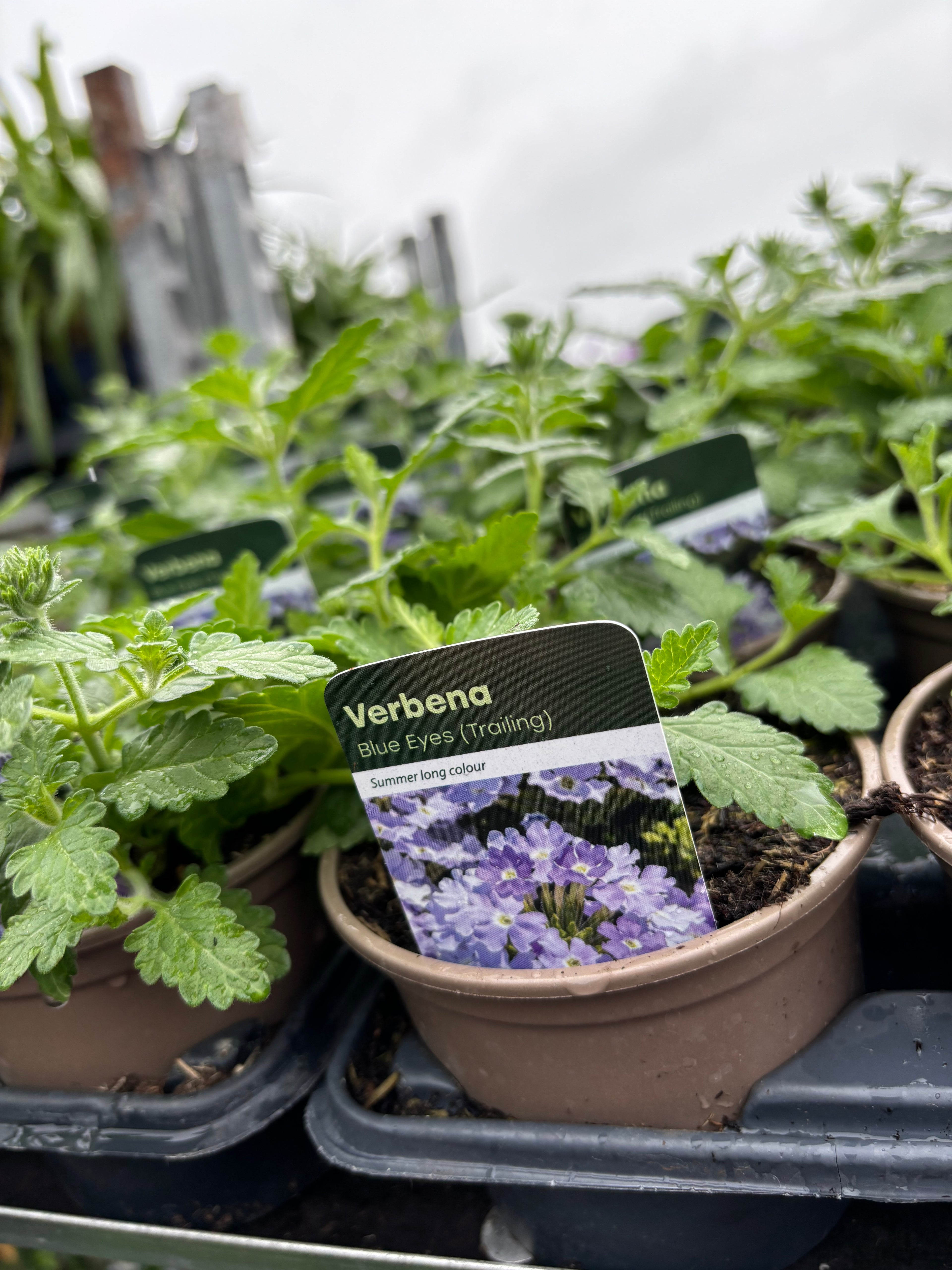 Verbena 'Blue Eyes'
