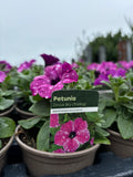 Petunia 'Circus Sky'