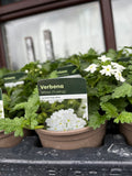 Verbena 'White'