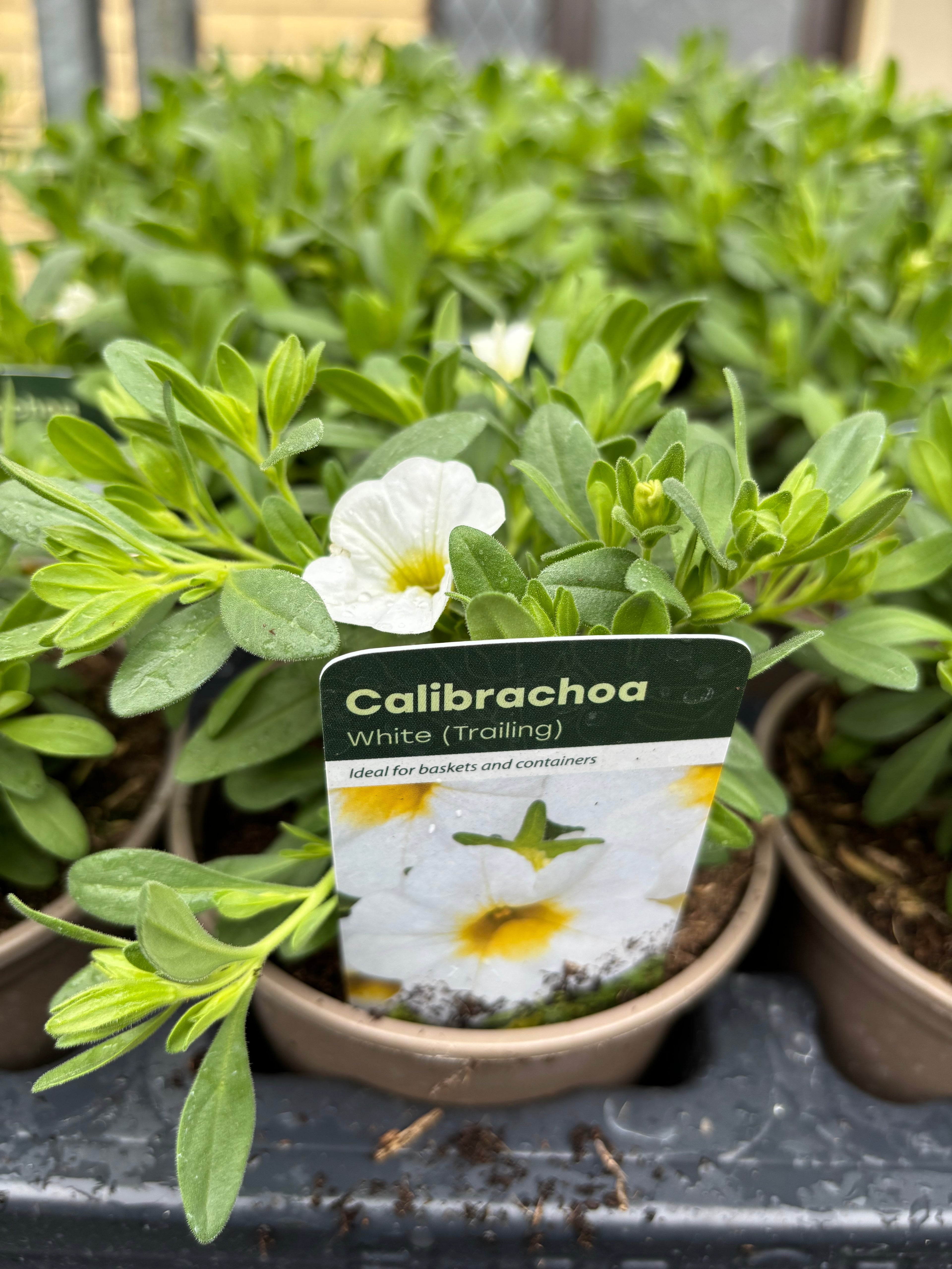 Calibrachoa 'White'