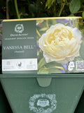David Austin 'Vanessa Bell' Shrub Rose