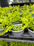 Lysimachia 'Goldii' (Creeping Jenny)