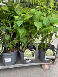 Hydrangea Paniculata Annabelle