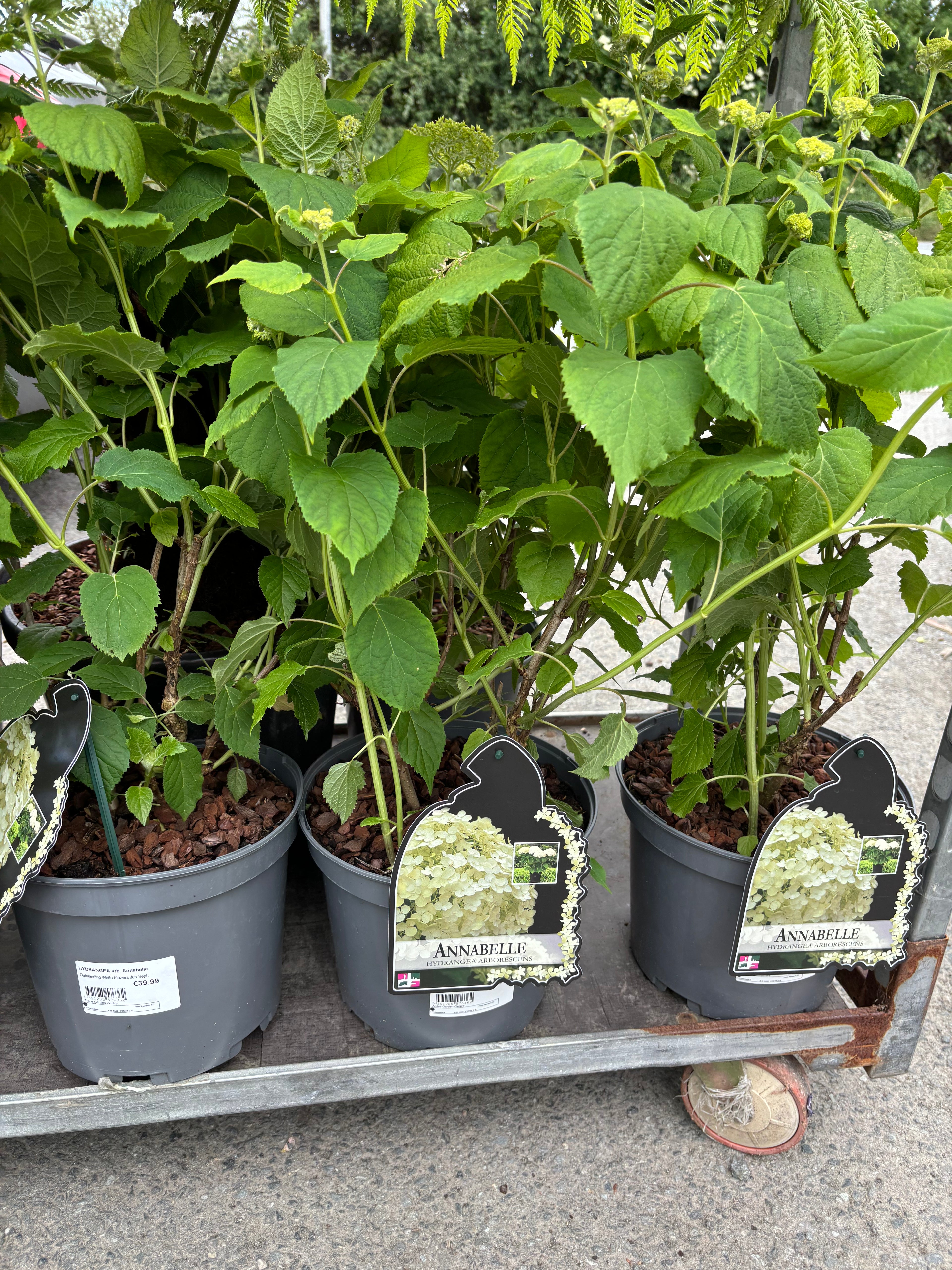 Hydrangea Paniculata Annabelle