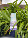 Agapanthus Amourette Superb Blue 2ltr