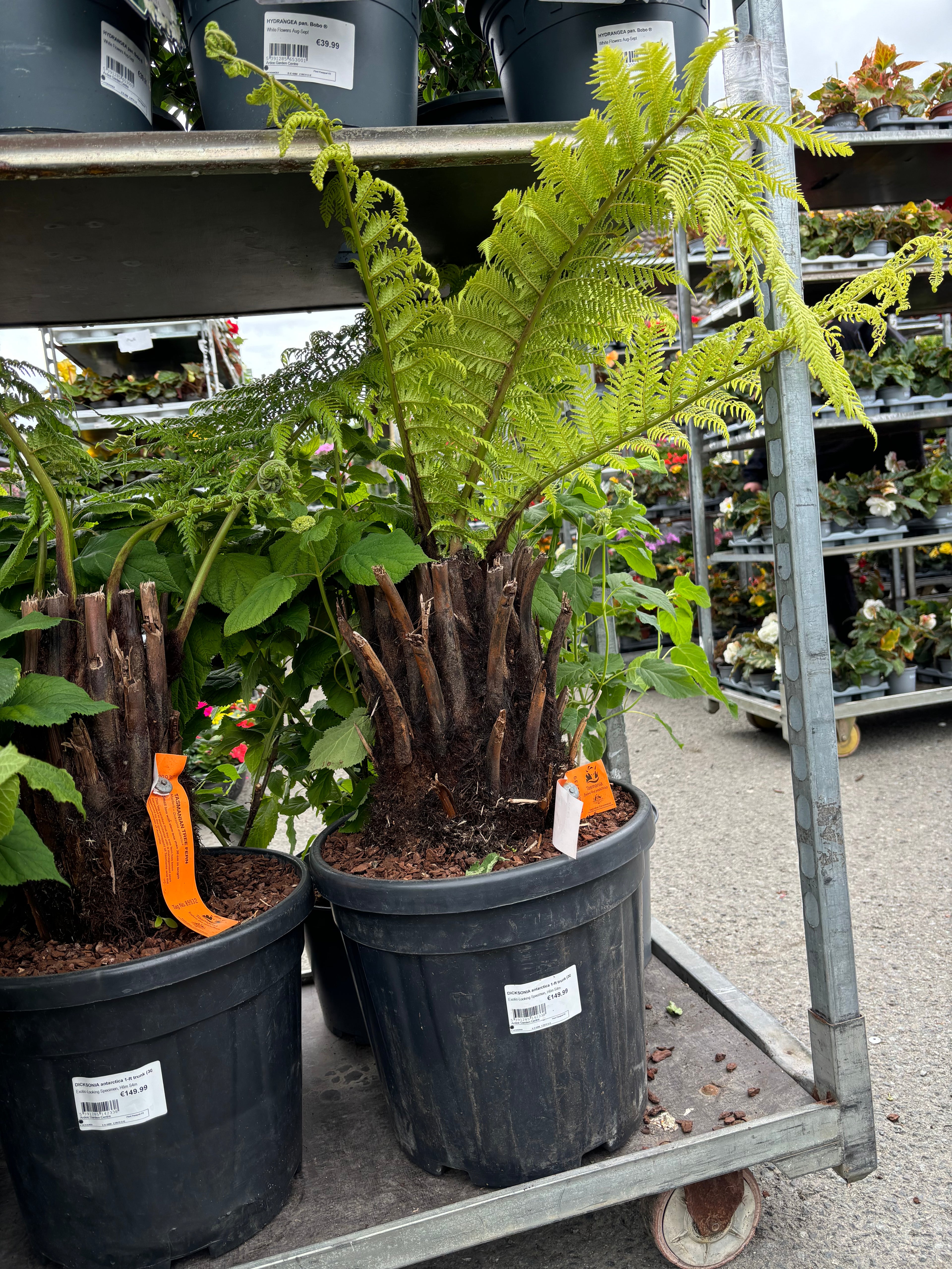 Dicksonia Antarctica (Tree Fern) 1ft