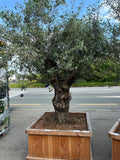 Olea Europaea