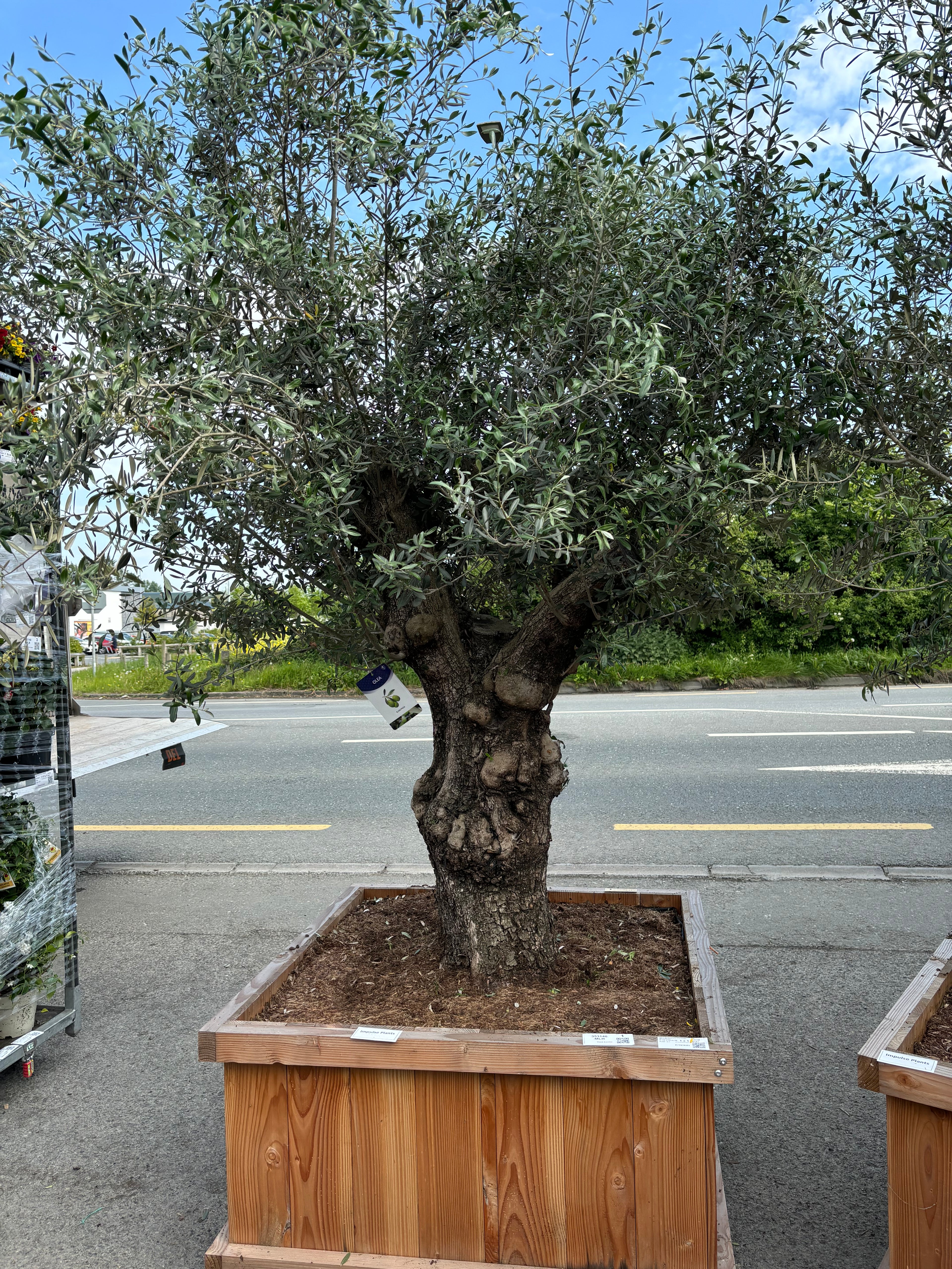 Olea Europaea