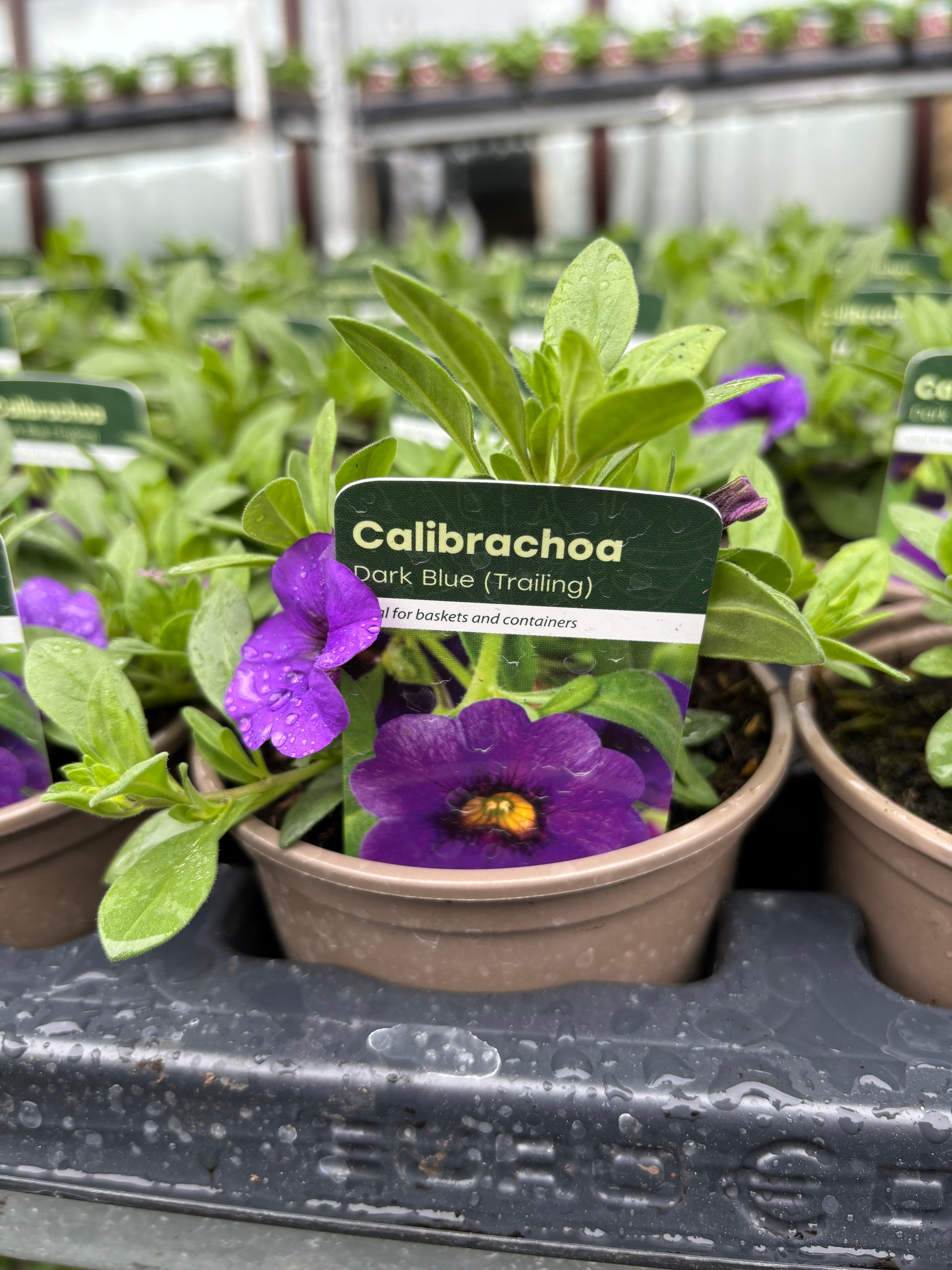 Calibrachoa 'Dark Blue'