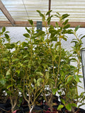 Griselinia Hedging 60-90cm