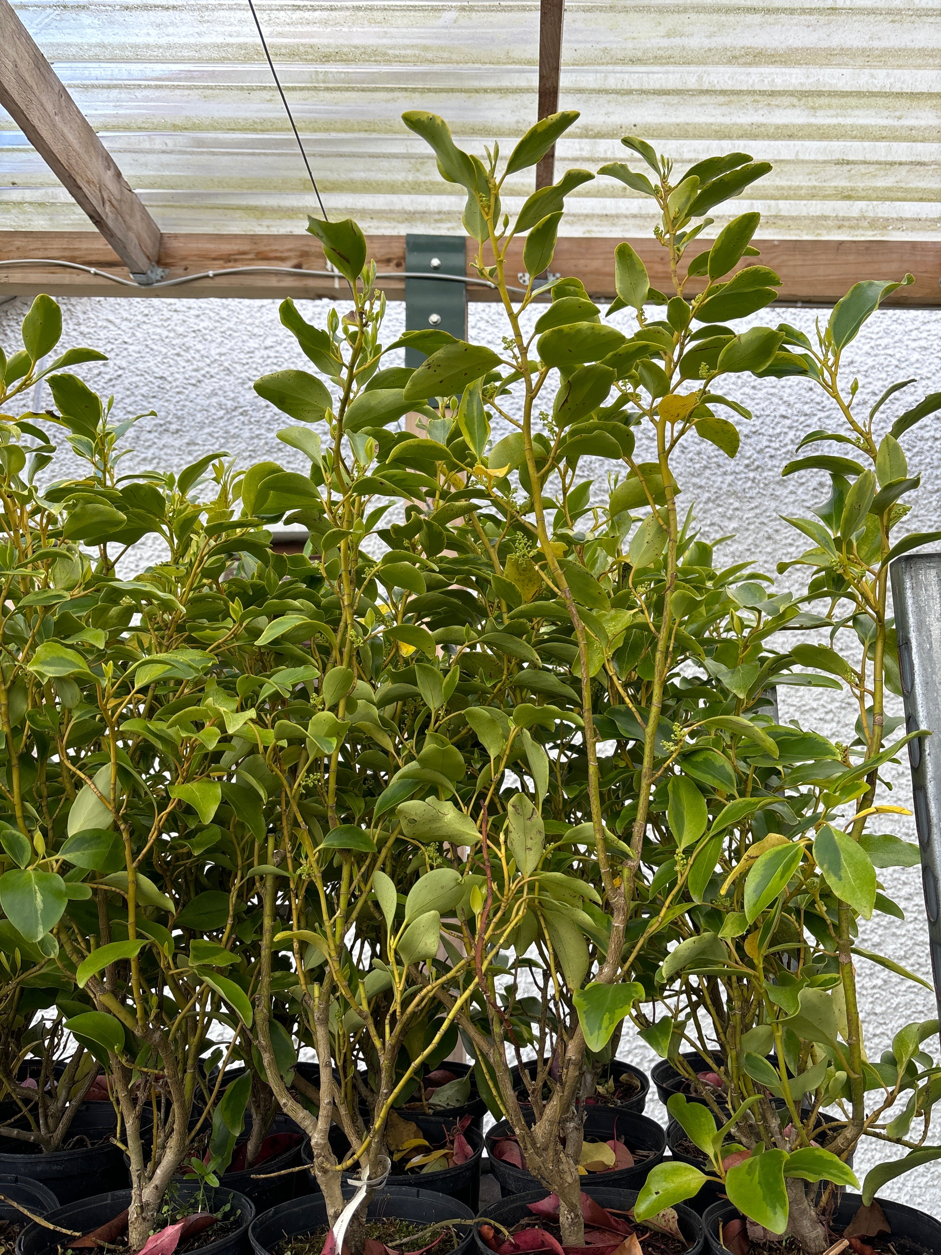 Griselinia Hedging 60-90cm