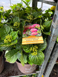 Hydrangea Macrophylla (Mophead) Early Rose