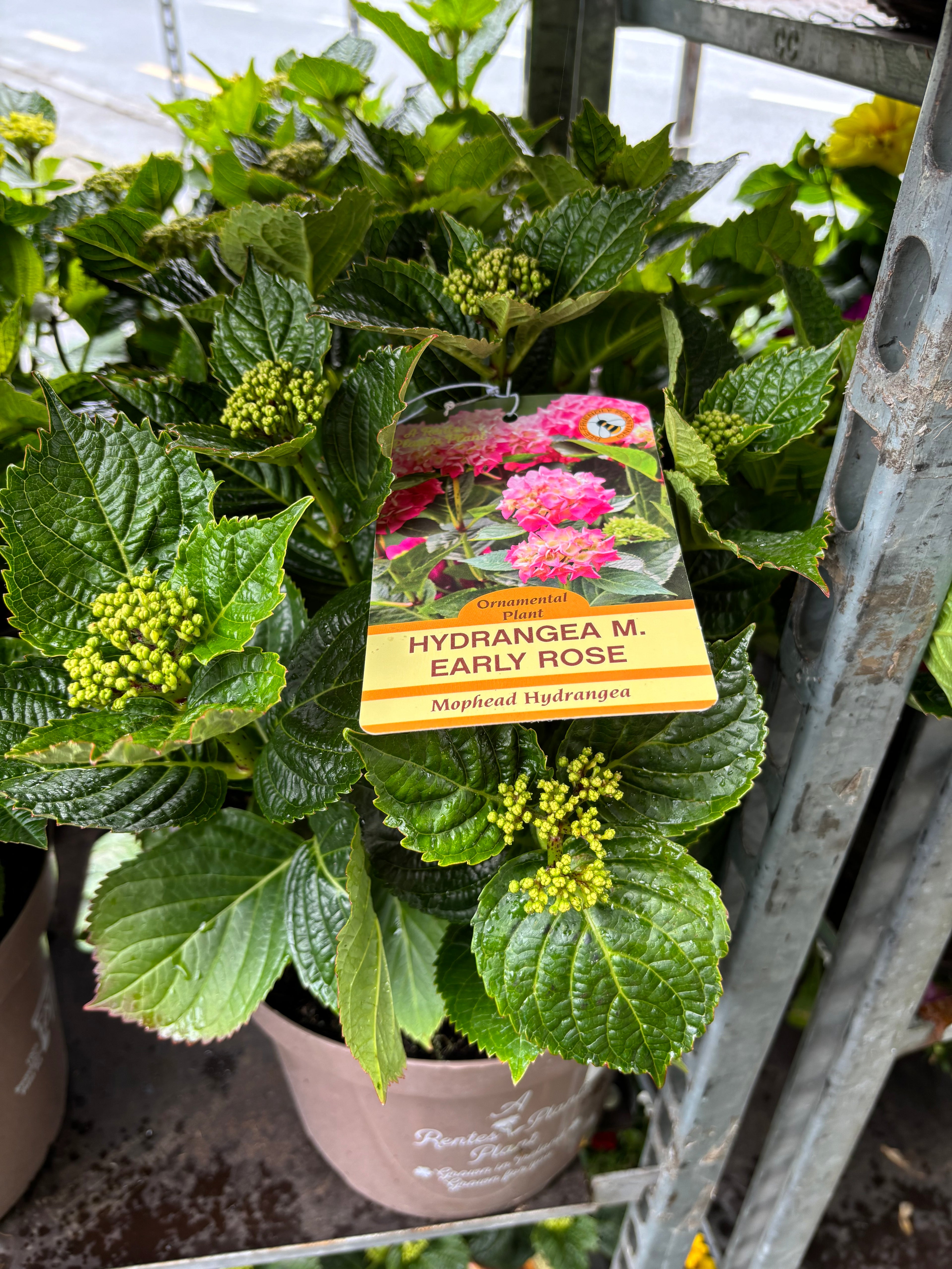 Hydrangea Macrophylla (Mophead) Early Rose