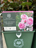 David Austin 'The Ancient Mariner' Shrub Rose