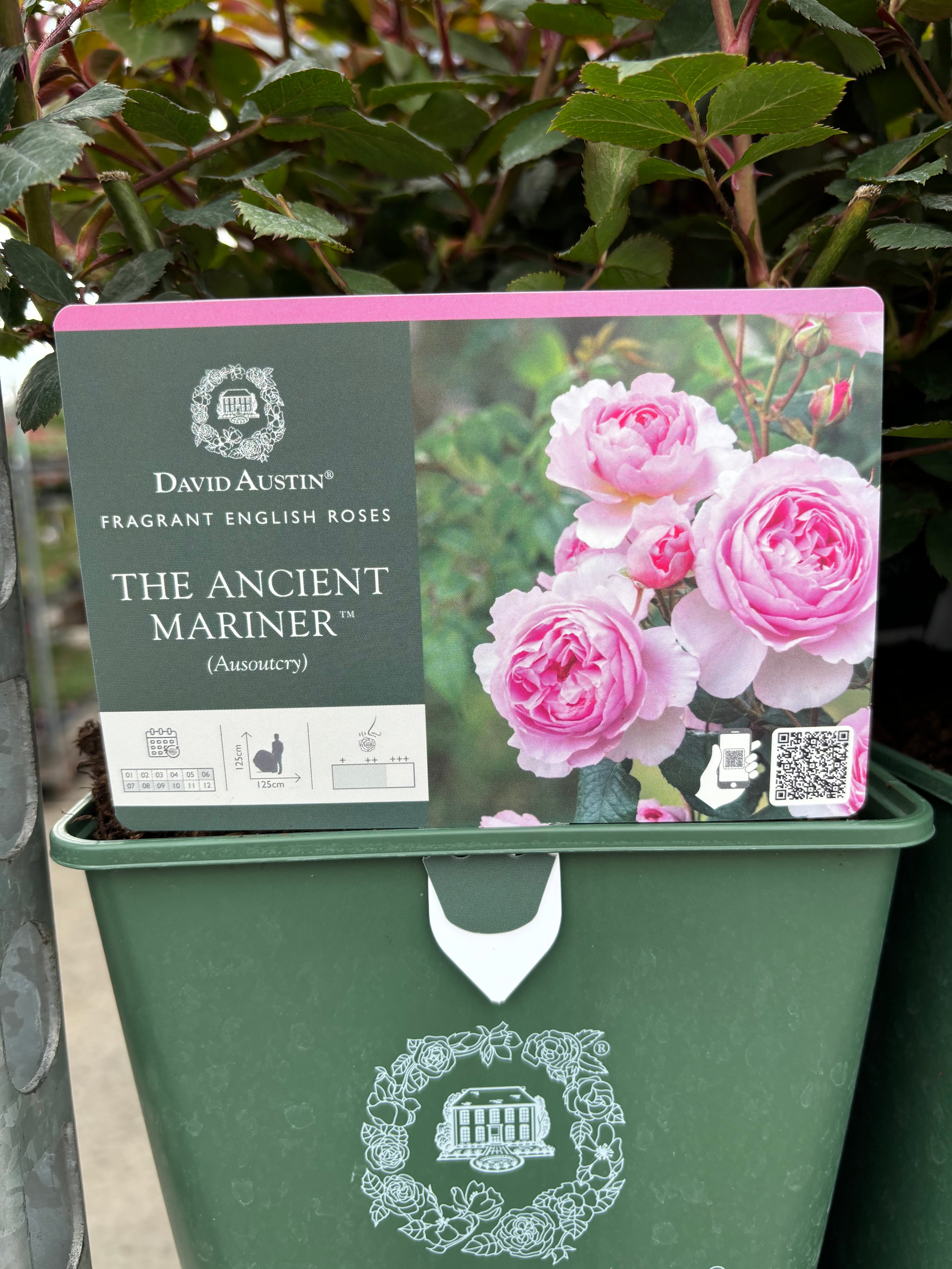 David Austin 'The Ancient Mariner' Shrub Rose
