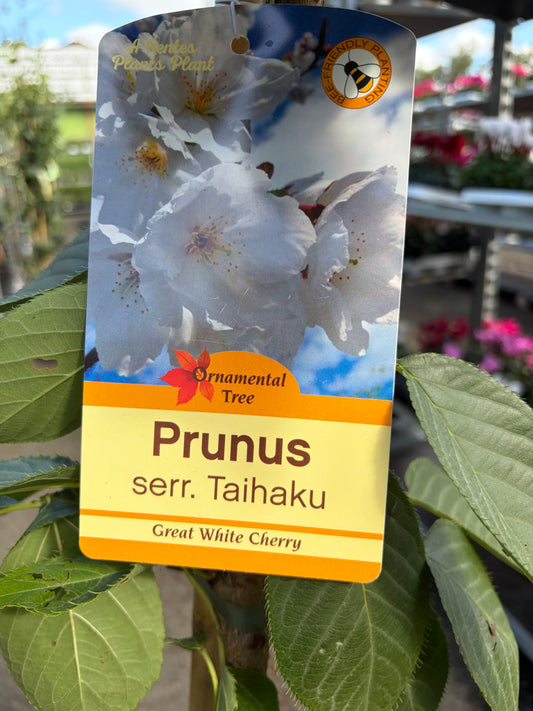 Prunus S. Taihaku Flowering Cherry (White)
