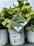 Hydrangea Fairytrail Green