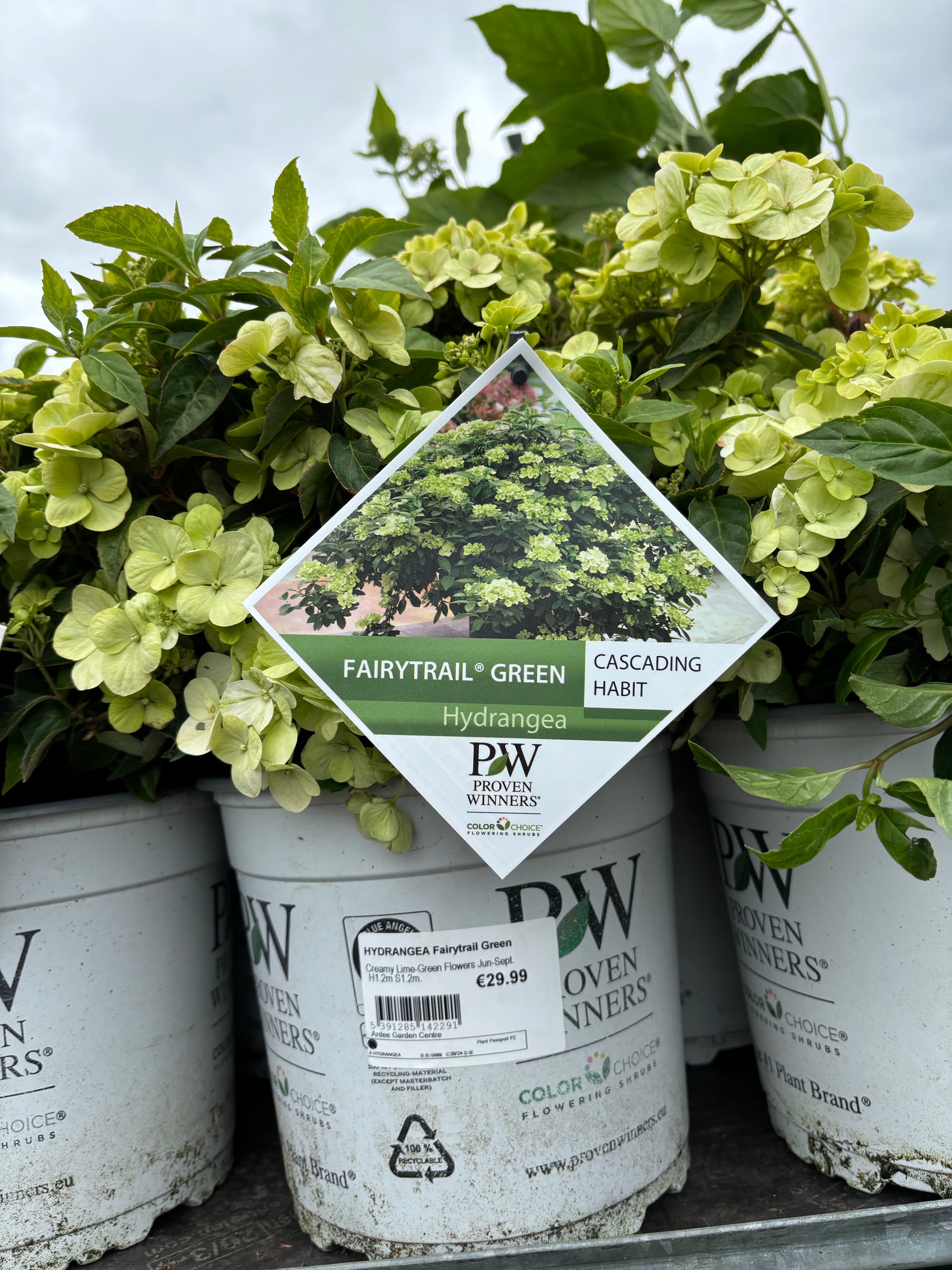 Hydrangea Fairytrail Green