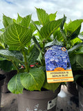 Hydrangea Macrophylla (Mophead) Berlin Blue