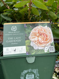 David Austin 'The Lady Gardener' Shrub Rose